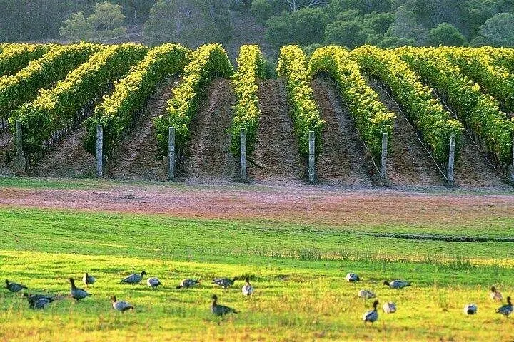 Reihen leuchtend grüner Weinreben in einem Weinberg mit Vögeln im Vordergrund.